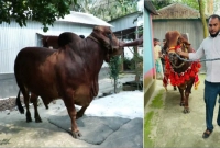 ‘সুপারস্টার’-নামের-গরুটি-বিক্রি-হলো-২০-লাখ-টাকায়