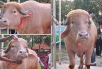 এবার-ইরানের-মজার-প্রতিক্রিয়া-বাংলাদেশের-‘ট্রাম্প-মহিষ’-নিয়ে