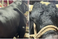 প্রচুর-খায়-আর-বেশি-চিৎকার-করে-তাই-এই-গরুর-নাম-‘নাসীরুদ্দিন-পাটোয়ারী’