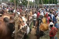 আজ-কেমন-দামে-বিক্রি-হচ্ছে-কোরবানির-পশু--যা-জানা-গেল