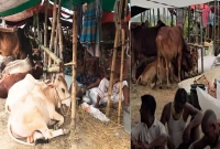 রাজধানীর-যে-বাজারে-অসংখ্য-গরু-থাকলেও-ক্রেতার-সংখ্যা-শূন্য