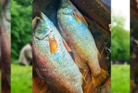 ৪৬-২০০-টাকায়-বিক্রি-হলো-এই-দুইটি-মাছ