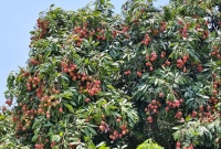 দিনে-কয়টি-লিচু-খাওয়া-নিরাপদ-