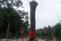 কাটার-পর-আবারও-‘উঠে-দাঁড়াল-ঝড়ে-পড়া-গাছ’-রীতি-মতো-হইচই
