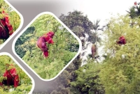 ১-মাস-পর-আবারও-তেঁতুল-গাছের-মগডালে-‌সাজেদা
