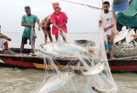 ভরা-মৌসুমে-কেমন-ইলিশ-ধরা-পড়ছে-জানালেন-জেলেরা