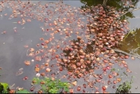পেঁয়াজের-দাম-কমতে-কমতে-যত-হলো-ডোবায়-ফেলে-দিচ্ছেন-চাষিরা-