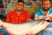 ৩৩-হাজার-টাকায়-বিক্রি-হলো-এক-পাঙাশ-মাছ