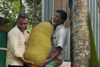 ১০-হাজার-টাকায়-বিক্রি-হলো-দুই-মণ-ওজনের-এই-কাঁঠাল