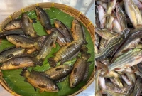 গবেষণায়-মাইক্রোপ্লাস্টিক-মিলেছে-৫-দেশি-মাছেও