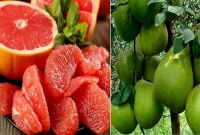 যারা-ভুলেও-জাম্বুরা-খাবেন-না