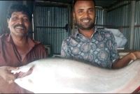 ১১-হাজার-৬৫০-টাকায়-বিক্রি-হলো-পদ্মায়-ধরা-পড়া-৮-কেজির-চিতল
