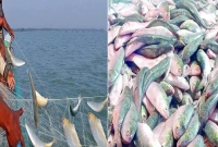 ধরা-পড়ছে-লাখ-লাখ-ইলিশ--চট্রগ্রামে-কেজি-কত-হলো-জানেন-