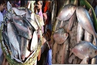বাজারে-বেড়েছে-ইলিশের-সরবরাহ-আজ-কেজি-যত-হলো