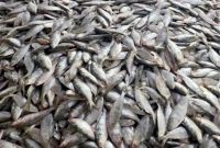 ৮০-মণ-ইলিশ-ধরা-পড়ল-এক-ট্রলারেই