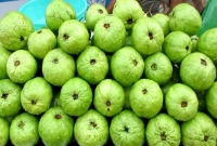 যারা-ভুলেও-পেয়ারা-খাবেন-না