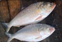 জানেন-কত-টাকায়-বিক্রি-হলো-সাড়ে-৩-কেজি-ওজনের-দুই-ইলিশ-