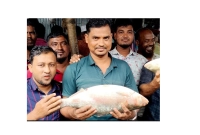 আড়াই-কেজির-রাজা-ইলিশটি-বিক্রি-হলো-১২-হাজার-৯০০-টাকা