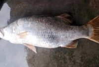 ৩৫-হাজারে-বিক্রি-হলো-২৫-কেজির-মাছটি