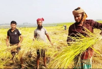 সারা-দেশে-যত-টাকা-পর্যন্ত-সুদসহ-কৃষিঋণ-মওকুফের-ঘোষণা