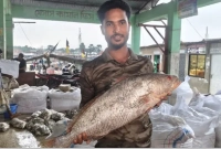 ৪০-হাজার-টাকায়-বিক্রি-হলো-বিরল-প্রজাতির-কালো-দাতিনা-মাছ