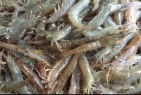৬০০-টাকার-চিংড়ি-এখন-১৩৫০-টাকা