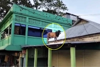 টিনের-চালে-ষাঁড়-ভিডিও-ভাইরাল