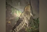 কুমির-ঘুরছে-নারায়ণগঞ্জে-লোকালয়ে-আতঙ্কিত-এলাকাবাসী
