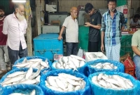 জানেন-আজ-চাঁদপুরে-ইলিশের-কেজি-কত-হলো-