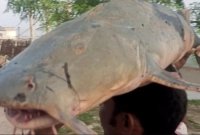১৩-হাজার-৭৫০-টাকায়-বিক্রি-একটি-বাঘাইড়-মাছ