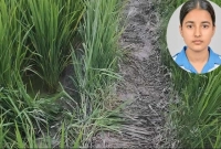 ধান-খেত-জুড়ে-ধস্তাধস্তির-চিহ্ন-ধারণা-করা-হচ্ছে