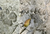 চরম-আতঙ্কে-শরণখোলার-গ্রামবাসী-এলাকায়-মাইকিং-শুরু